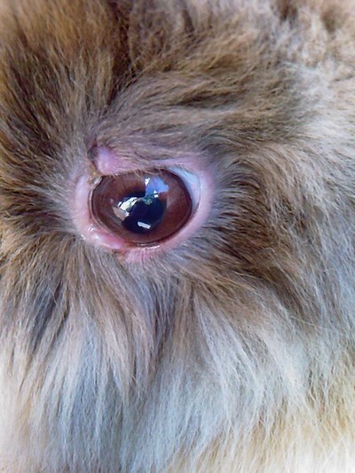 Zaprzyja�nianie kr�lik�w