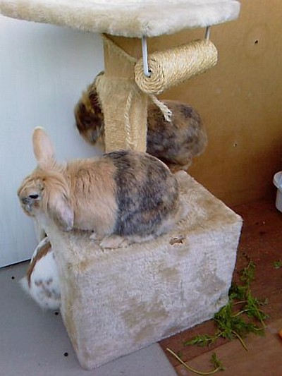 Zaprzyja�nianie kr�lik�w