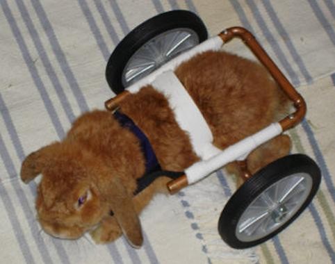 Jak zrobić wózek inwalidzki dla królika