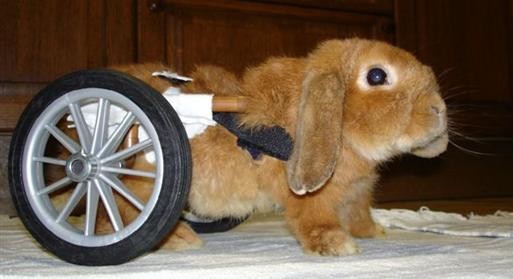Jak zrobić wózek inwalidzki dla królika