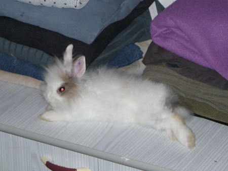 Zachowanie kr�lika, wed�ug wieku