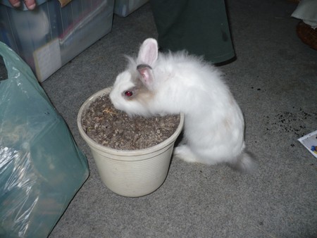 Zachowanie kr�lika, wed�ug wieku