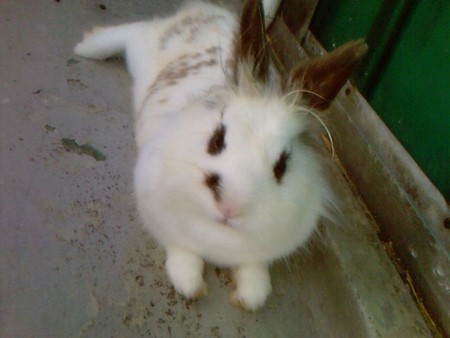 Zachowanie kr�lika, wed�ug wieku