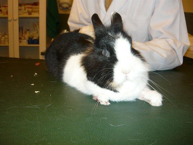 Zakatowany kr�liczek