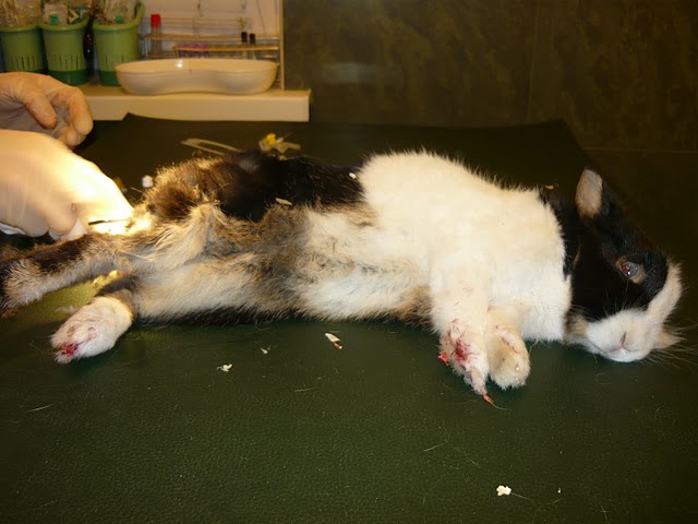 Zakatowany kr�liczek