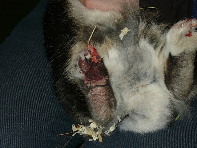 Zakatowany kr�liczek