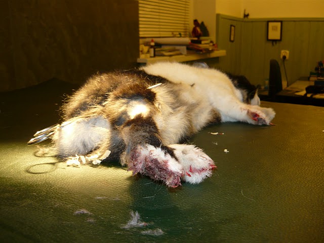 Zakatowany kr�liczek