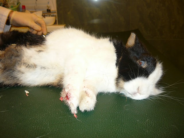 Zakatowany kr�liczek