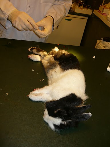 Zakatowany kr�liczek