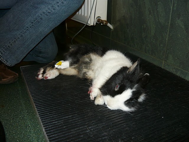 Zakatowany kr�liczek