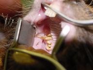 Choroby zeb�w u kr�lika