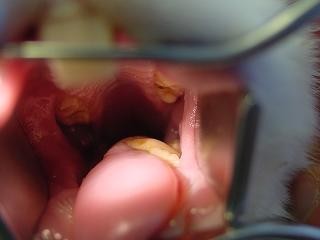 Choroby zeb�w u kr�lika