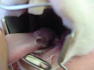 Choroby zeb�w u kr�lika