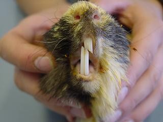 Choroby zeb�w u kr�lika