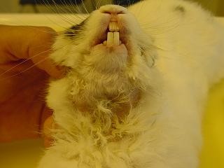 Choroby zeb�w u kr�lika