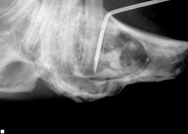 Choroby zeb�w u kr�lika