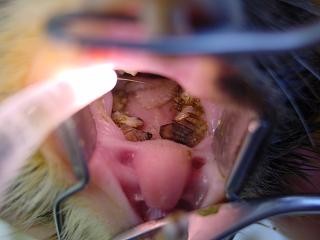 Choroby zeb�w u kr�lika